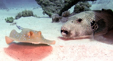 Klick für Originalgröße :031.JPG