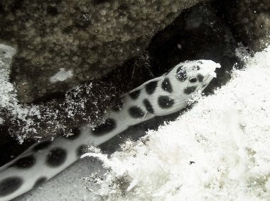 Klick für Originalgröße :040.JPG