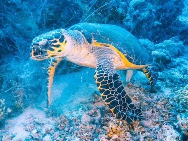 Klick für Originalgröße :062.JPG