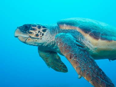 Klick für Originalgröße :064.JPG